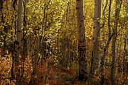 Fall Foliage Photograph by Aaron Spong