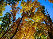Fall Foliage in Redding Photograph by Polly Castor Fall Foliage in Redding Photograph by Polly Castor