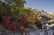 Fall Foliage in the Guadalupes Photograph by Melany Sarafis