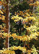Fall Forest 3 Photograph by William Selander Fall Forest 3 Photograph by William Selander