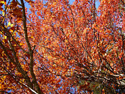 Fall in the Blue Ridge Mountains Photograph by Flavia Westerwelle