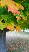 Fall in USA Photograph by Yazid Ismail