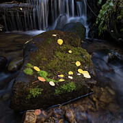 Fall Photograph by Jeff Stoddart Fall Photograph by Jeff Stoddart