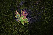 Fall Leaf on a Rock #1 Photograph by Mark Rogers