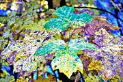 Fall Leaves Photograph by Merle Grenz
