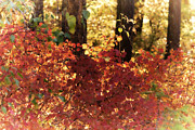 Fall Photograph by Loni Collins