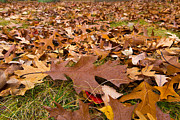 Fall Photograph by Lora Lee Chapman