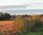 Fall Morning Photograph by Angela Murdock
