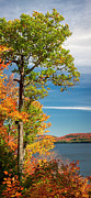Fall oak tree Photograph by Elena Elisseeva