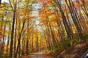 Fall Road Photograph by Chuck Brown