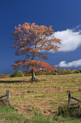 Fall Tree Photograph by Ken Barrett