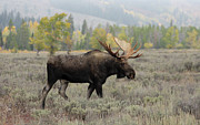 Fall Visitor Photograph by Ronnie And Frances Howard