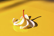 Fallen Frangipani on Mustang Photograph by Louise Lindsay