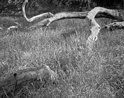 Fallen Tree 2 - Guana River Photograph by John Simmons