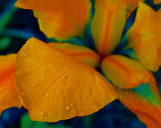 False Color Iris 2 Photograph by Karen Musick