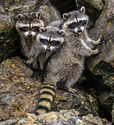 Family Portrait Photograph by Jerry Cahill