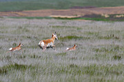 Famliy Flight Photograph by Jim Garrison
