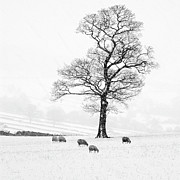 Farndale Winter Photograph by Janet Burdon