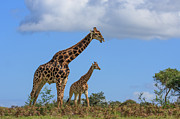 Father and Son Giraffe Photograph by Jennifer Ludlum