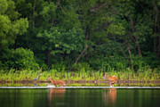 Fawn Splashing Photograph by Jeff Phillippi Fawn Splashing Photograph by Jeff Phillippi