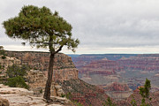 Fearless Tree Photograph by Ana V Ramirez