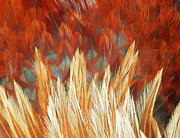 Feather Tapestry Photograph by Jan Gelders