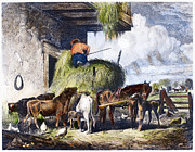 Feeding Livestock, 1873 Photograph by Granger