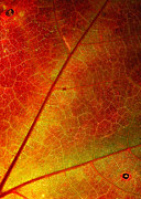 Feeling Fall Photograph by Kathi Mirto