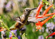 Female Broadtail Humingbird Photograph by Tim Kathka
