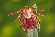 Female Rocky Mountain Tick Photograph by Science Source