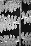 Fern Leaves 1 Photograph by Donna Corless