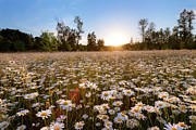 Field of Daisies Photograph by Andrew Kumler