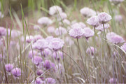 Field of Flowers Photograph by Bonnie Bruno