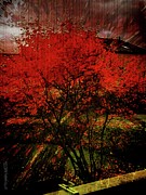 Fiery Dance Photograph by Mimulux Patricia No