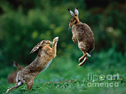 Fighting European Hares Photograph by Manfred Danegger