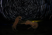 Fighting Horses Photograph by Mark Jackson
