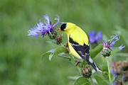 Finch on Mountain Bleuet Photograph by Brook Burling