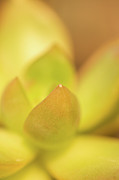 Find Focus in Nature Photograph by Ana V Ramirez