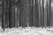 Ways In A Dark Woods Photograph by Dubi Roman
