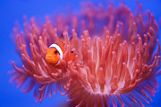 Finding Nemo Photograph by Wendy