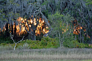 Fire Light Jekyll Island Photograph by Bruce Gourley