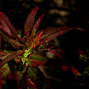 Fireweed Small  Photograph by Fred Denner