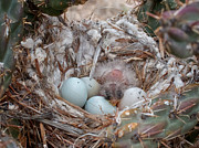 First Born Photograph by Mary Lee Dereske