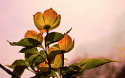 First Light Photograph by Denise Harty