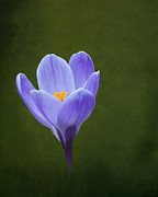 First Sign of Spring Photograph by Kathi Mirto