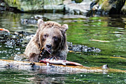 Fish at the Dinner Table Photograph by Ian Stotesbury
