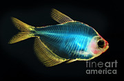 Fish Skeleton Photograph by Scott Camazine