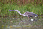 Fishing Blue Heron Photograph by Brook Burling