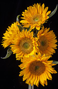 Five sunflowers Photograph by Garry Gay