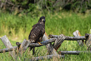 Fledging Photograph by Ronnie And Frances Howard